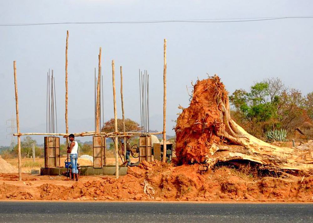 My Journey With Trees: Fascinating Photo Series By Dakshina Murthy